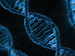Datos procedentes del ADN de más de 380 mil personas arrojaron más de 38 variaciones genéticas asociadas a la reproducción. EFE / ARCHIVO