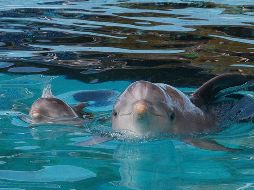 Los mulares son los más comunes entre las 30 especies de delfines existentes. EFE / ARCHIVO