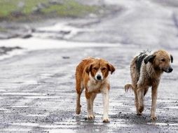 Las autoridades consideran que el confinamiento de perros en las familias reduciría los costes de su alimentación y mantenimiento en los refugios para animales. EFE / ARCHIVO