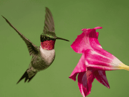 Si el néctar no se cambia frecuentemente, puede fermentar y crecer moho, lo cual es dañino para los colibríes. Además, los residuos de azúcar en los bebederos pueden atraer insectos y contaminantes. CANVA