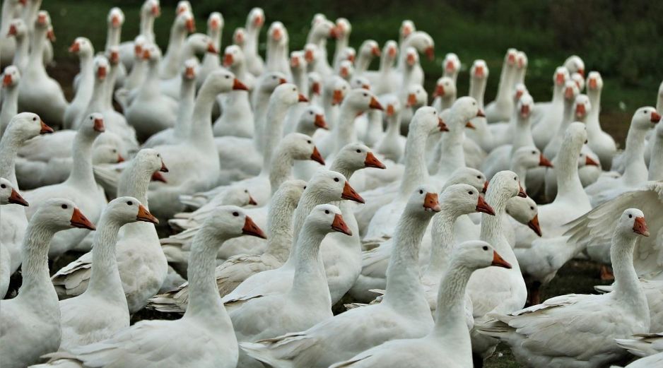 Las aves infectadas del virus de influenza aviar lo transportan en la saliva, las mucosas y las heces. ESPECIAL / Imagen de Jeyaratnam Caniceus en Pixabay