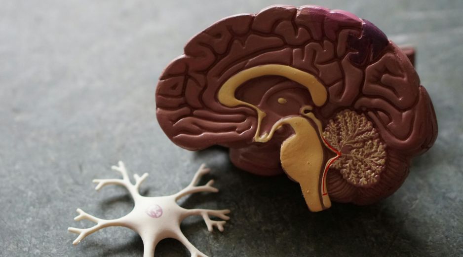 La FDA autorizó el uso de Kinsula a adultos que sufren alzhéimer sintomático temprano, que incluye a personas con un deterioro cognitivo moderado. ESPECIAL / Foto de Robina Weermeijer en Unsplash