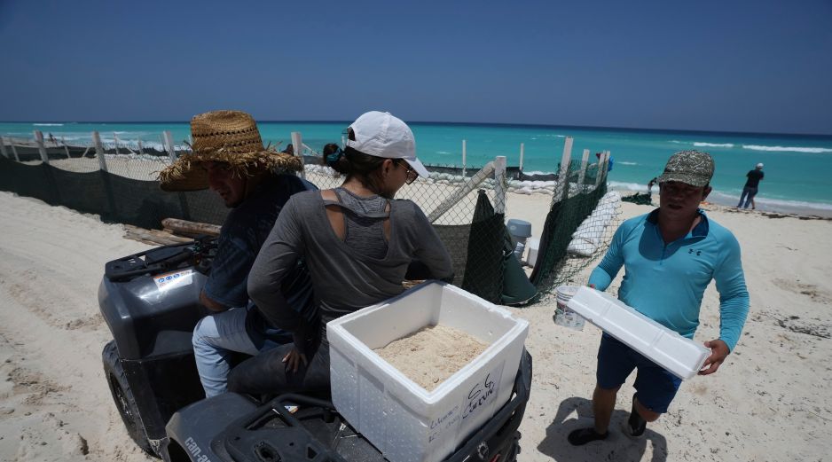 Funcionarios trasladan huevos de tortuga desde una playa para protegerlos de la llegada prevista del huracán 