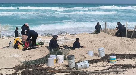 Un promedio de 36 mil huevos de tortuga marina lograron ser protegidos antes de que la marea de tormenta provocada en playas de Cancún por el huracán 